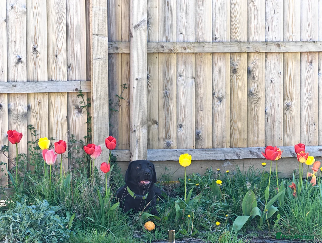 Labrador Retriever dogs for sale: Black Labrador  in Cupar - Advert 2