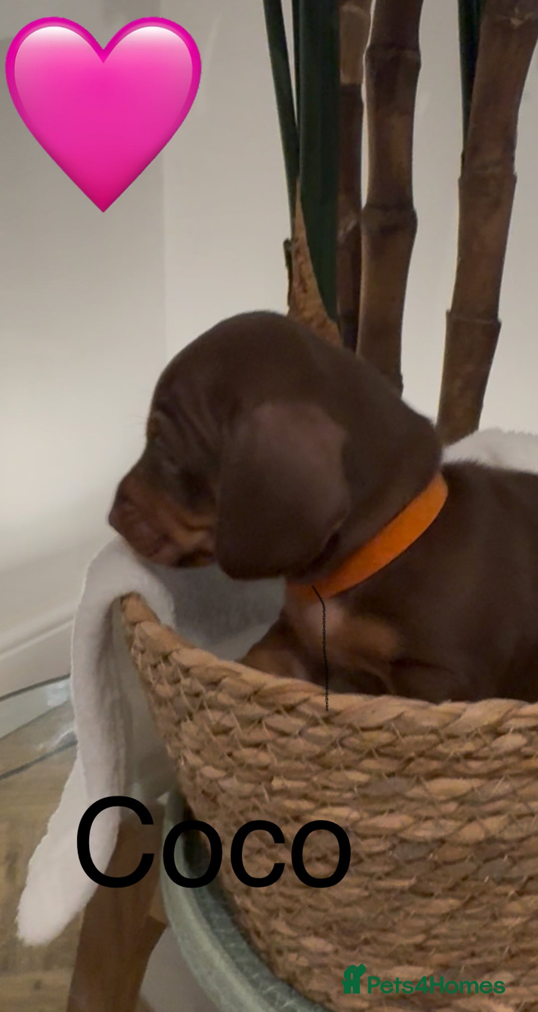 Miniature Dachshund dogs for sale: Miniature dachshund puppies  - Advert 6