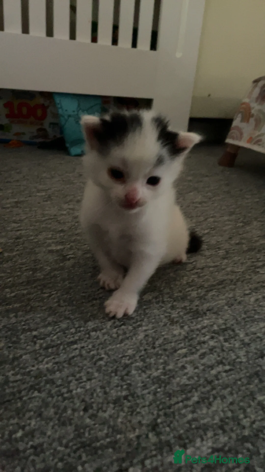 Mixed Breed cats for sale: 1 male, mix breed, black and white                 - Advert 2