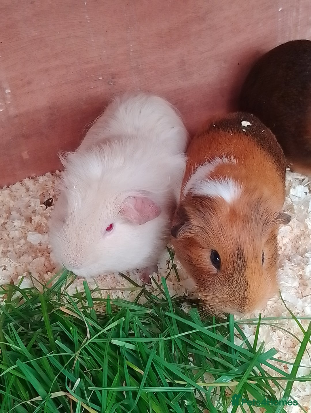 Guinea Pig rodents for sale: Beautiful male Guinea pigs - Image 2