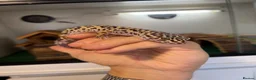 Leopard Gecko reptiles for sale: 2 Female Leopard Geckos + Full Setup  in Southampton - Advert 3