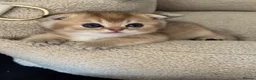 British Shorthair cats for sale: Scottish golden chinchilla ready for new homes  - Advert 36