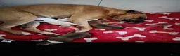 American Bulldog dogs for sale: American bull.dog puppies  in Wigan - Advert 35