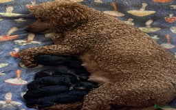 Standard Poodle dogs for sale: Phantom poodles - Image 7