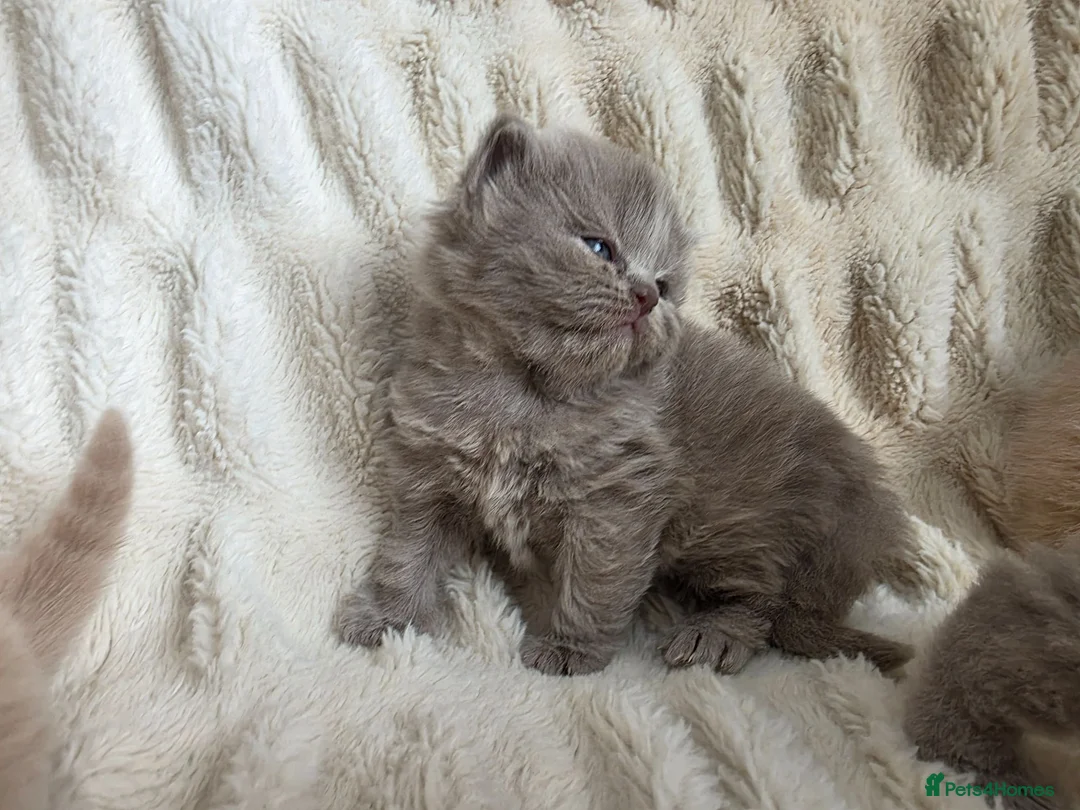 British Longhair cats for sale: Beautiful GCCF Registered British Longhair  - Advert 2