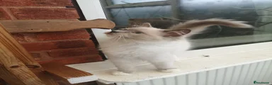 Ragdoll Kitten 3