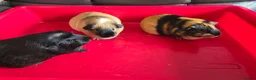 Guinea Pig rodents for sale: X3 guinea pigs complete set up - Advert 2