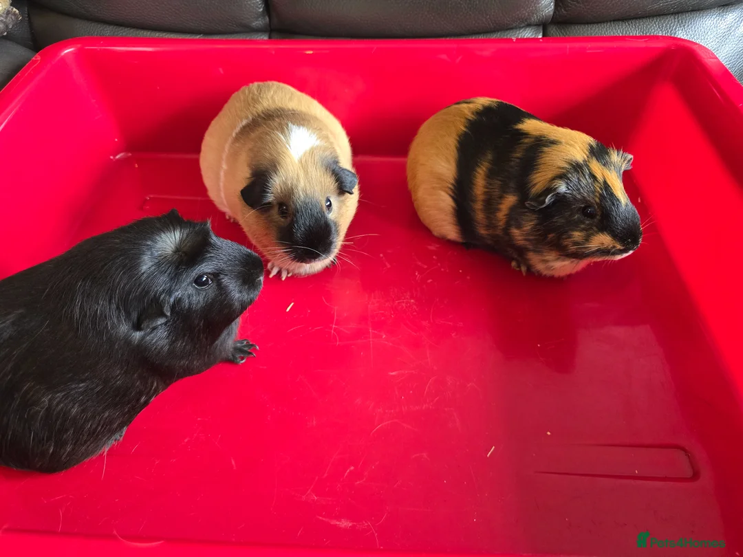 Guinea Pig rodents for sale: X3 guinea pigs complete set up - Advert 2