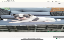 French Bulldog dogs for stud: Captain Cooper 🏅 in Grimsby - Image 6