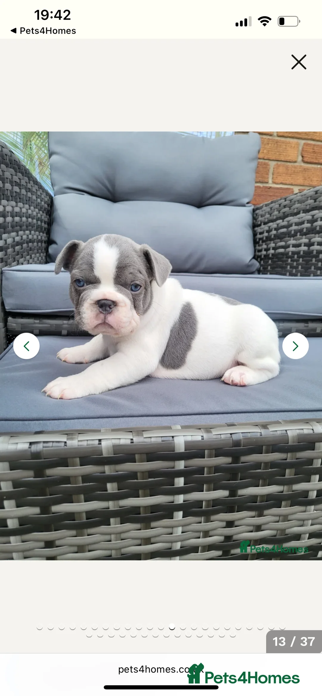 French Bulldog dogs for stud: Captain Cooper 🏅 in Grimsby - Advert 6