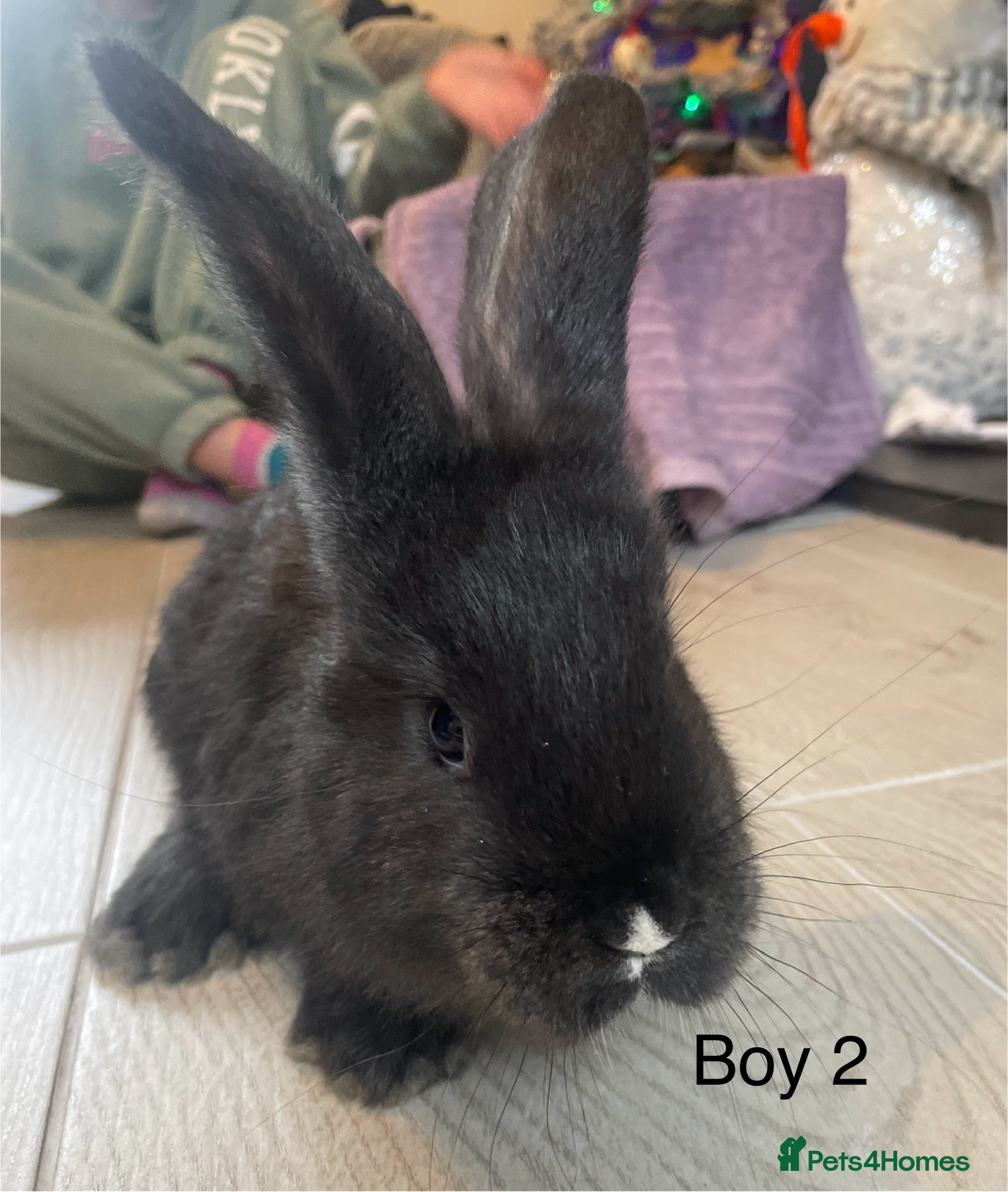 Continental Giant rabbits 💖7 week old continental giant💙 - Advert 3