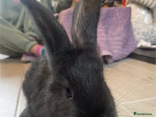 Continental Giant rabbits 💖7 week old continental giant💙 - Advert 7