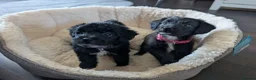 Mixed Breed dogs for sale: Poodle x frenchie - Advert 3
