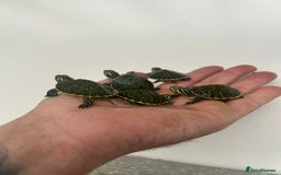Terrapin reptiles for sale: Baby river cooters  - Image 2