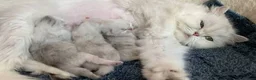 Persian cats for sale: 🐾 Beautiful Persan Kittens 🐾 - Advert 2