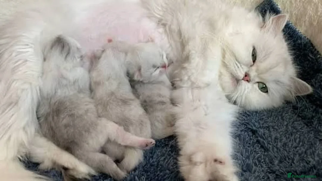 Persian cats for sale: 🐾 Beautiful Persan Kittens 🐾 - Advert 2