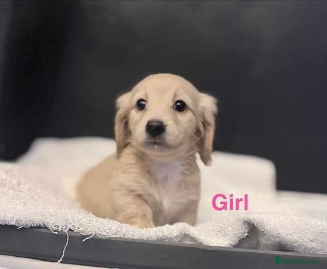 Miniature Dachshund dogs long haired cream miniature dachshund puppies  - Advert 1