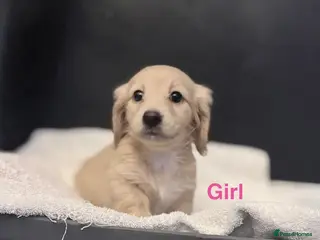 Miniature Dachshund dogs long haired cream miniature dachshund puppies - Advert 1