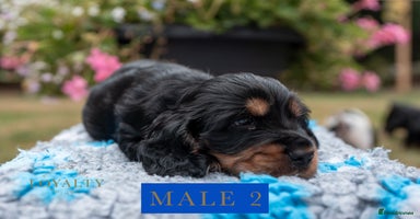 Cocker Spaniel dogs - Advert 15
