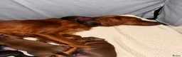 Mixed Breed dogs for sale: Irish setter cross Doberman puppies - Advert 5