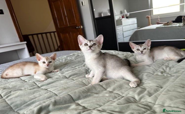 Abyssinian cats - Advert 1