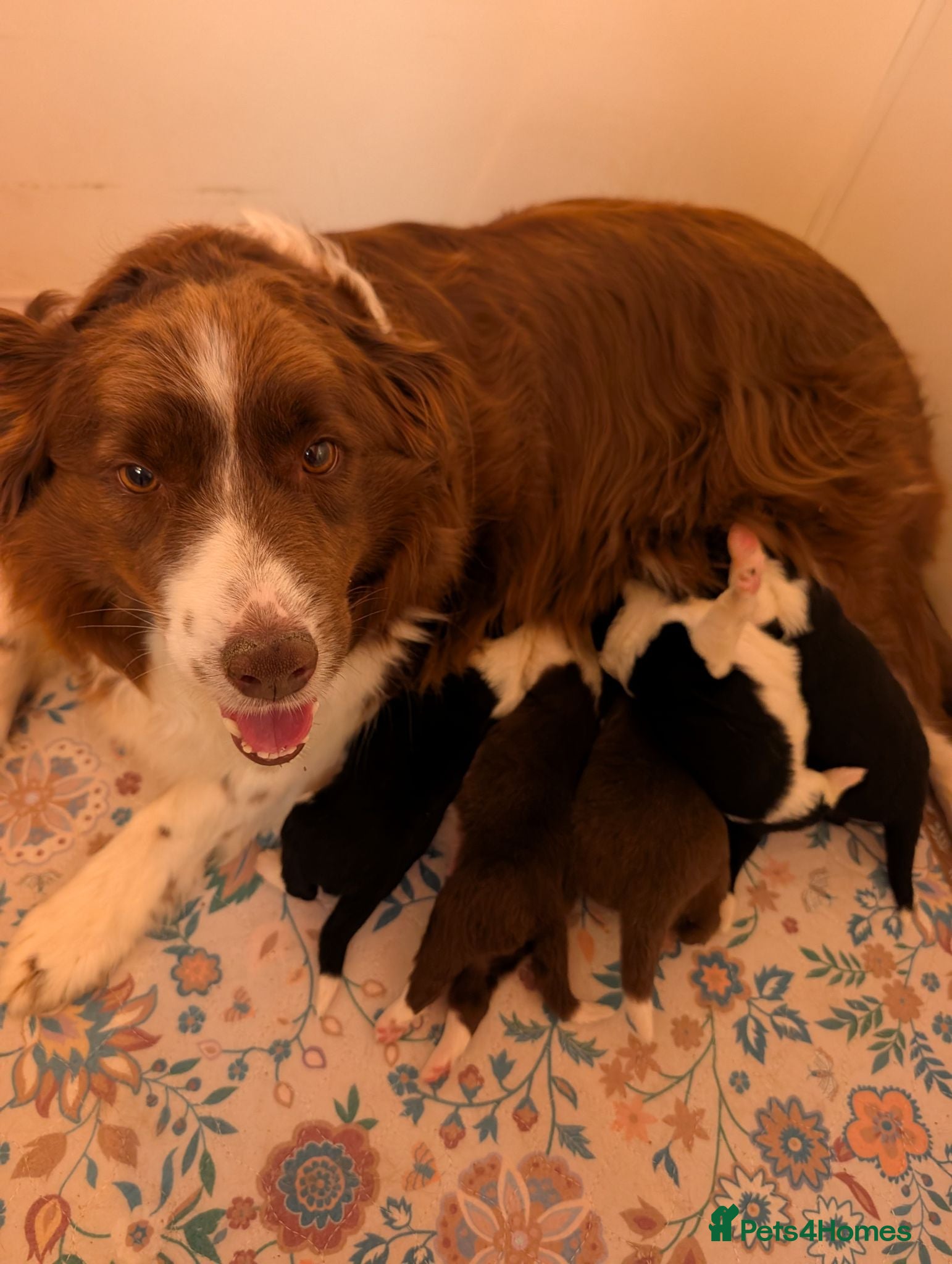 Border Collie dogs Traditional border collie puppies  - Advert 1