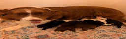 Border Collie dogs for sale: Traditional border collie puppies  - Advert 2