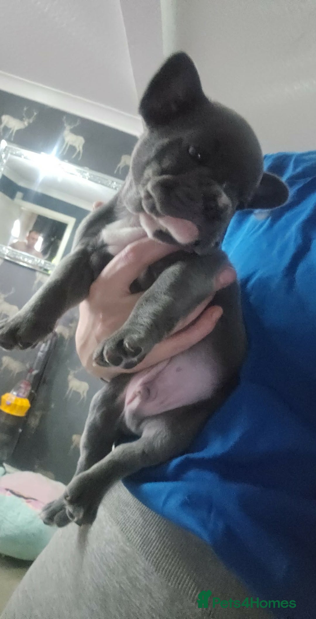 French Bulldog dogs for sale: French bulldog frenchie puppies  - Advert 12