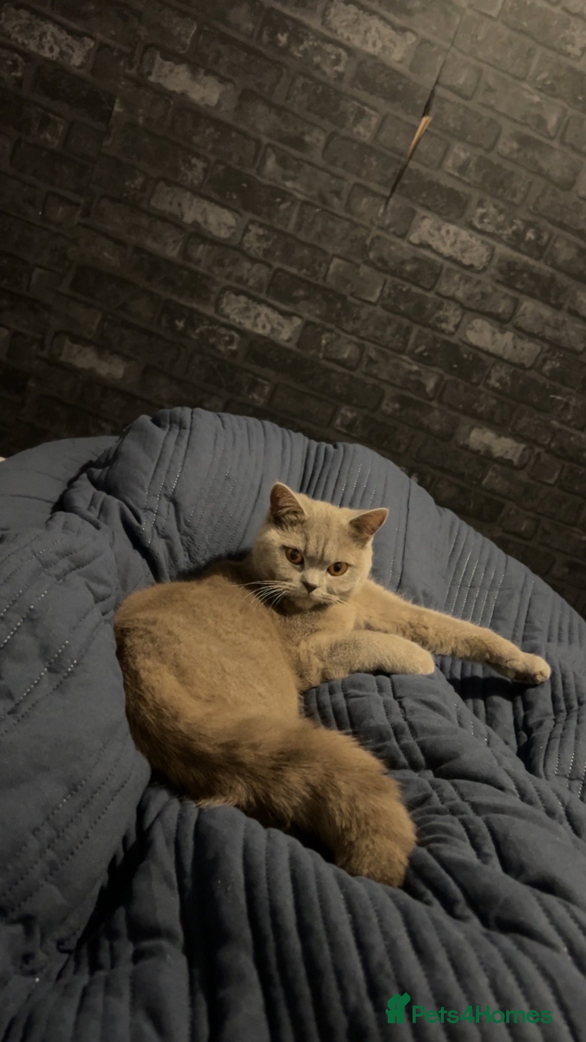 British Shorthair cats British cat shorthair  - Advert 1