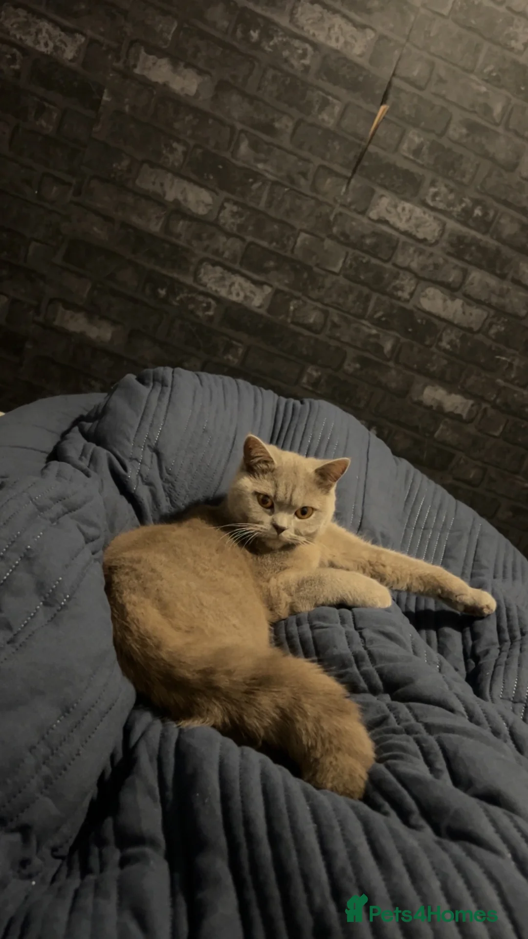 British Shorthair cats for sale: British cat shorthair  - Advert 1