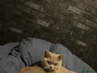 British Shorthair cats British cat shorthair - Advert 1