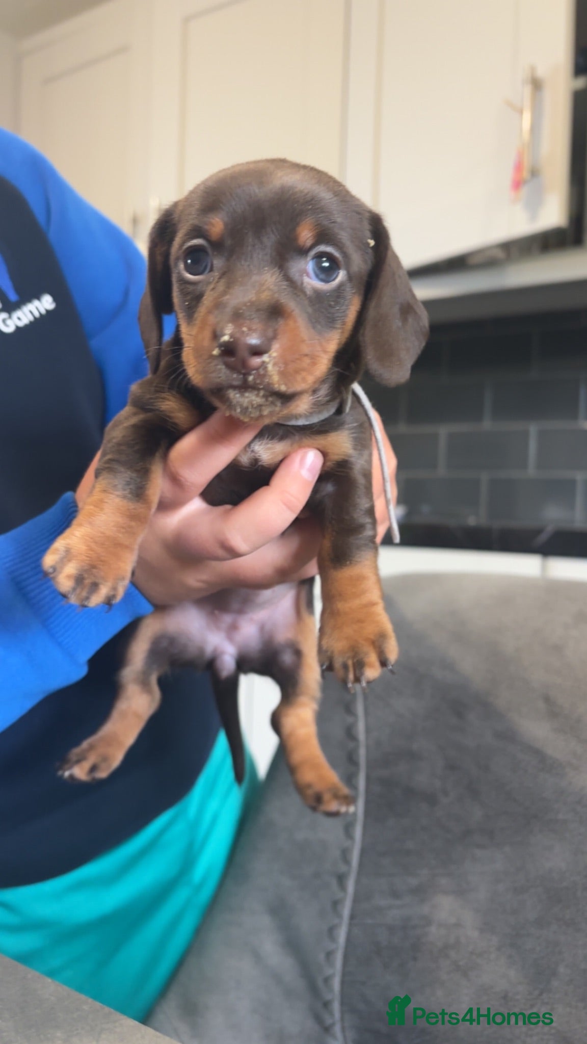 Miniature Dachshund dogs Miniature Dachshund KC Puppies. Viewing welcome! - Advert 6