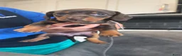 Miniature Dachshund dogs for sale: 2 girls left. Miniature Dachshund KC Puppies!  - Advert 1