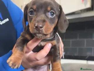 Miniature Dachshund dogs Miniature Dachshund KC Puppies. Viewing welcome! - Advert 6