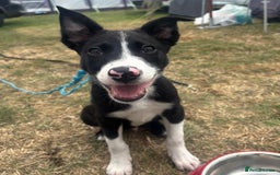Border Collie dogs for sale: Zen Border Collie Pup - Image 1