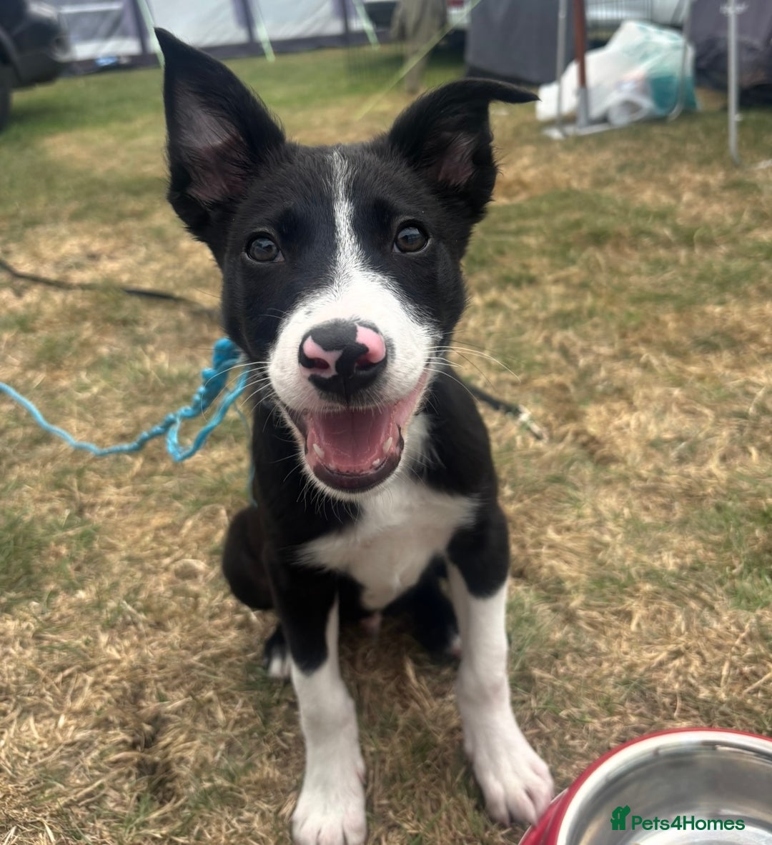 Border Collie dogs for sale: Zen Border Collie Pup - Image 1