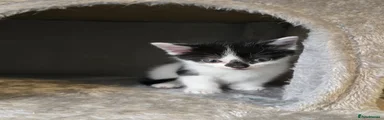 Scarlet (Tuxedo)