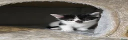 Mixed Breed cats for sale: 6 cute mixed kittens - Advert 22