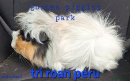 Guinea Pig rodents for sale: Male peruvian guinea pig babies  in Saltburn-by-the-Sea - Image 4