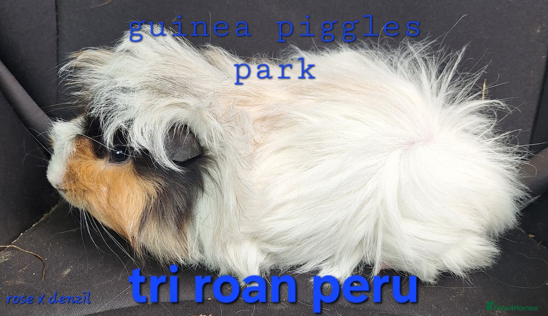 Guinea Pig rodents for sale: Male peruvian guinea pig babies  in Saltburn-by-the-Sea - Image 4