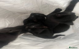 Mixed Breed cats for sale: 5 kittens ready to leave today  - Image 1