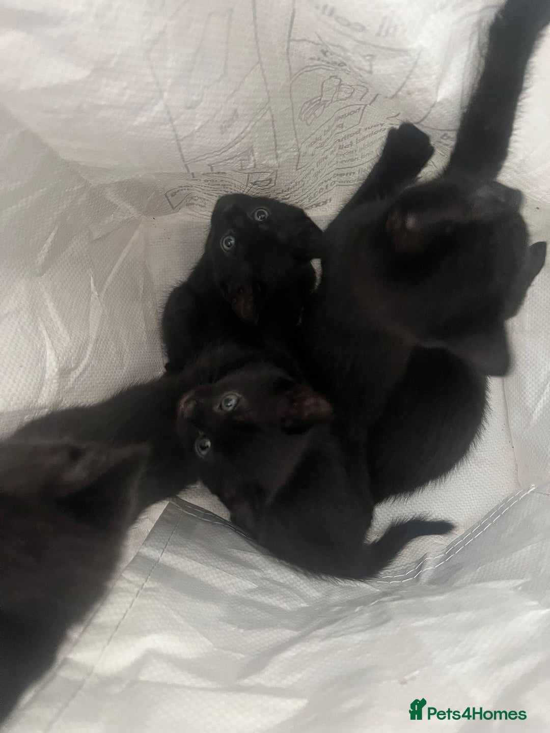 Mixed Breed cats for sale: 5 kittens ready to leave today  - Image 1