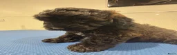 Cockapoo dogs for sale: 3 Gorgeous Boys in Merthyr Tydfil - Advert 7