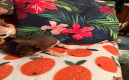 Chihuahua dogs for sale: For sale  - Advert 5