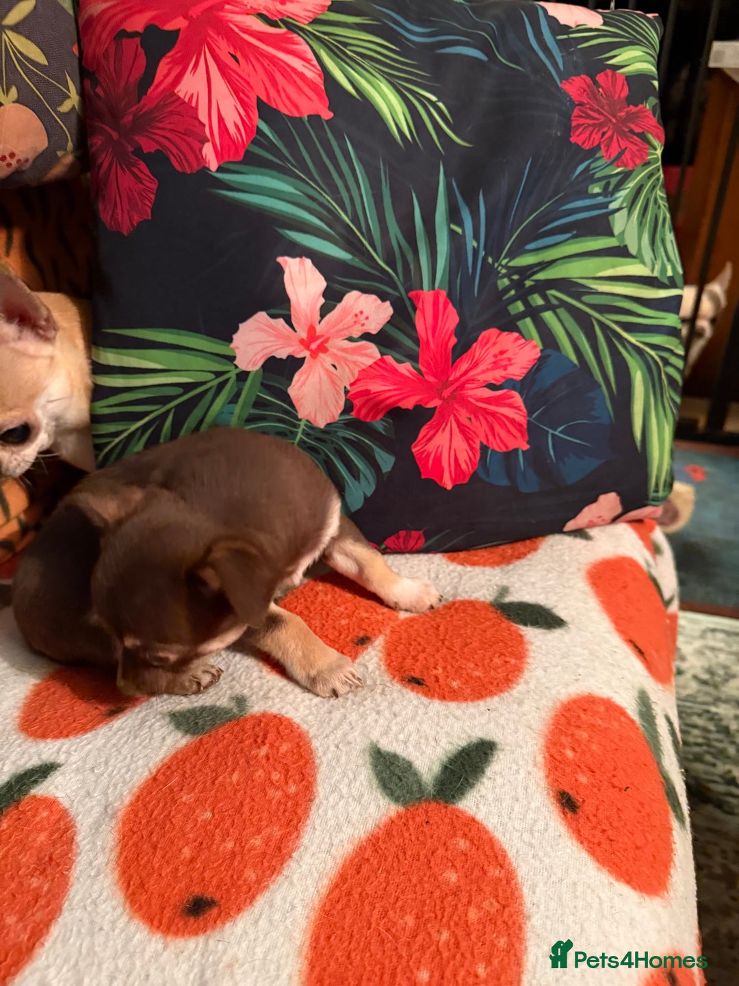 Chihuahua dogs for sale: For sale  - Advert 5