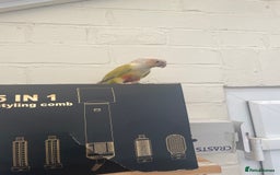 Conures birds for sale: Pineapple Conoures - Image 2