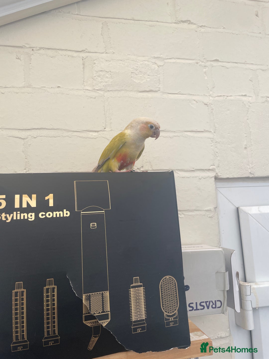 Conures birds for sale: Pineapple Conoures - Image 2