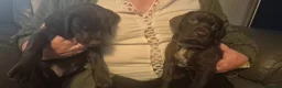 Mixed Breed dogs for sale: Gsp/Vizsla - Advert 5