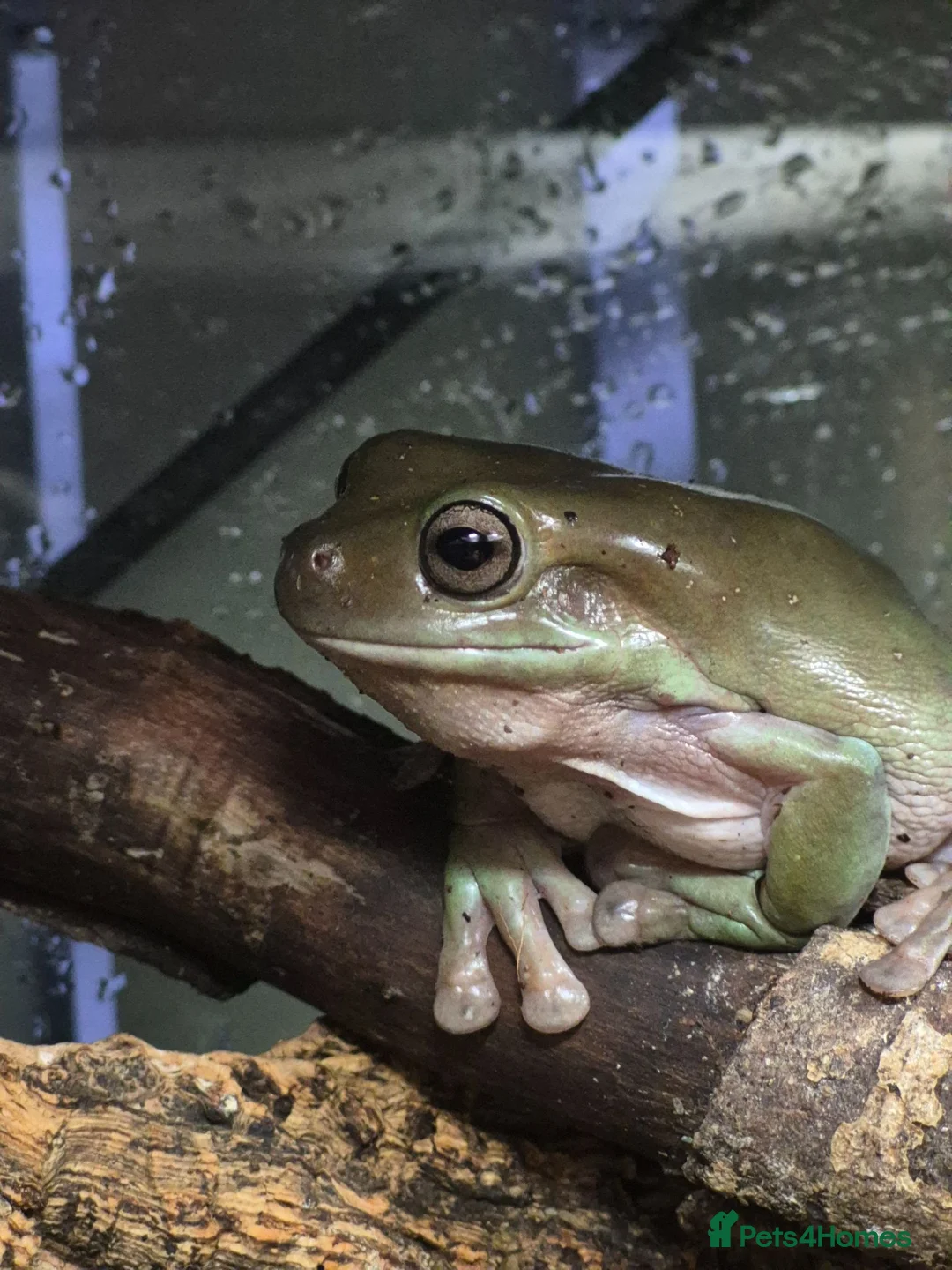 Frog reptiles for sale: white tree frogs. Green/black darts - Advert 1