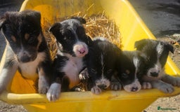 Border Collie dogs for sale: Wonderful black/white/tri border collie puppies  - Image 2